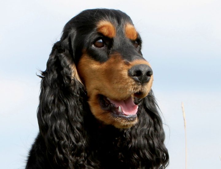 Dermatologia canina: pênfigo foliáceo