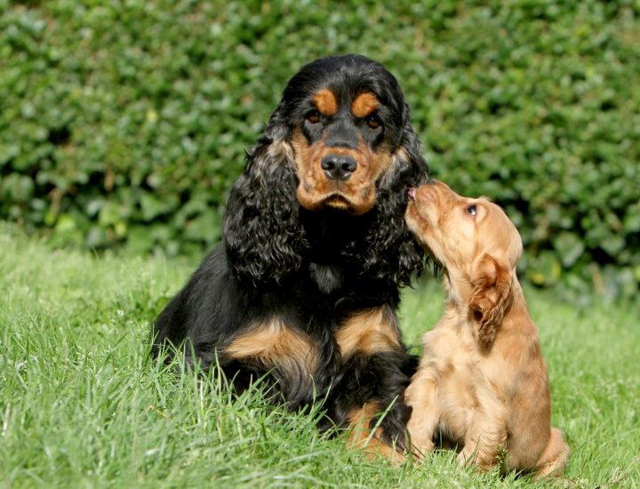 Pontos-chaves da alergia alimentar em cães