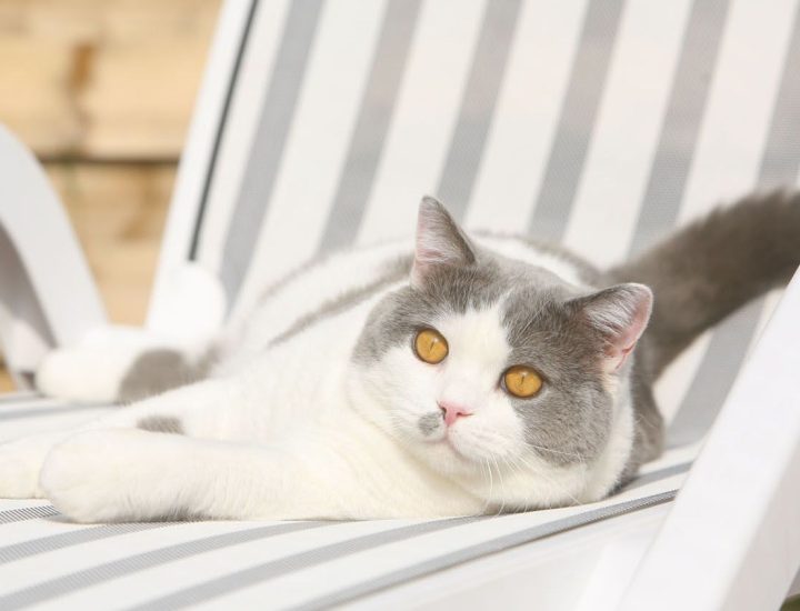 Por que e como tratar o gato obeso?