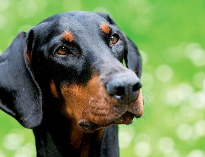 Entenda a influência da alimentação para cães cardiopatas