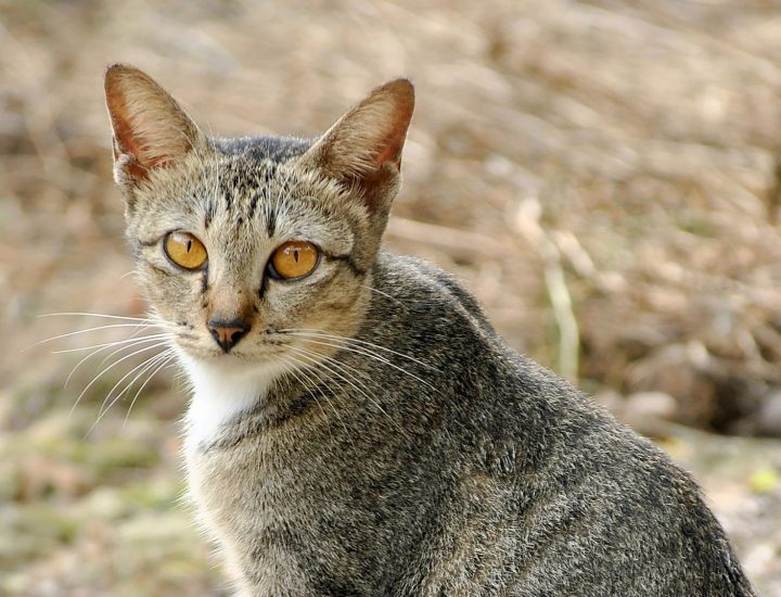 Enteropatia Inflamatória Crônica: saiba como conduzir a doença inflamatória intestinal em gatos
