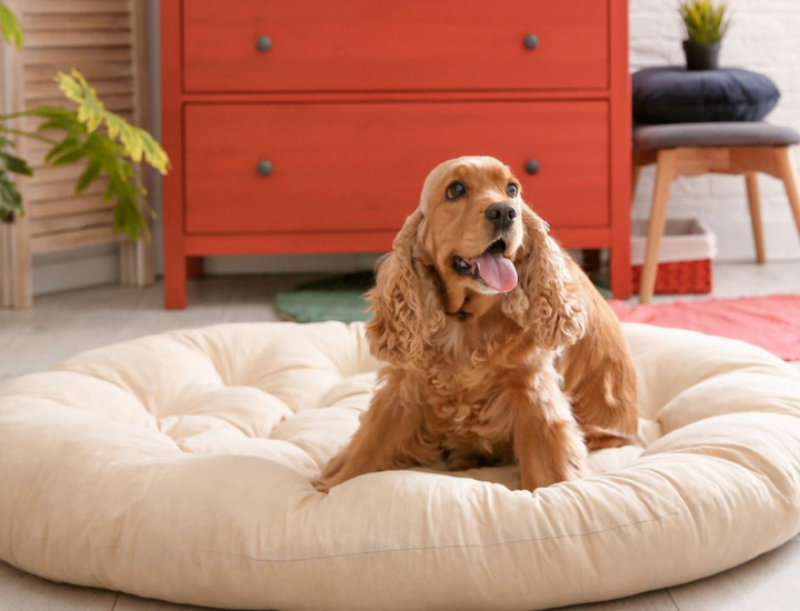 Otite externa em cães: uma abordagem nutricional