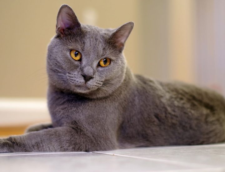 Gata gestante e lactante: pontos-chave da nutrição