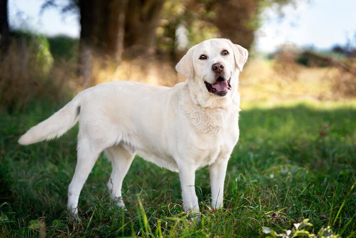 Revista Veterinary Focus: Questões gastrointestinais