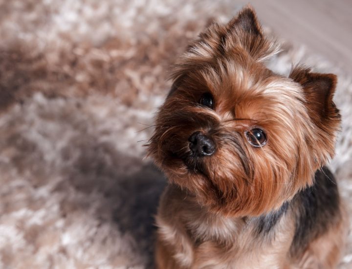 Distúrbios gastrointestinais e digestivos em cães