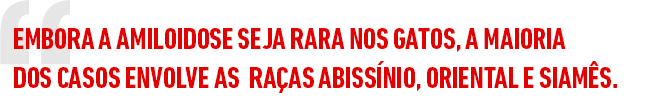 Embora a amiloidose seja rara nos gatos, a maioria dos casos envolve as raças Abissínio, Oriental e Siamês.