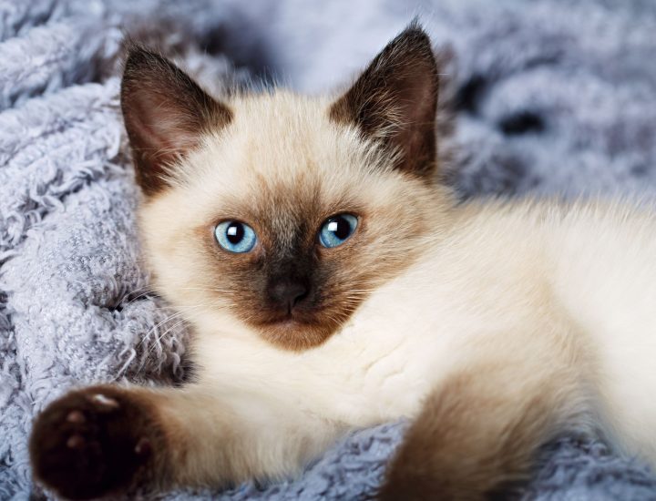 Alimentação e nutrição do filhote felino