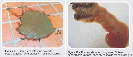 Como abordar a diarreia aguda e crônica em cães