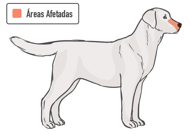 &Aacute;reas afetadas