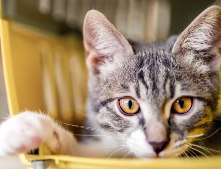 Alterações gastrointestinais em gatos: quais os sinais mais frequentes?