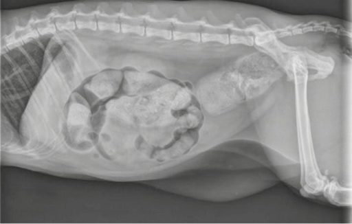 Radiografia abdominal de um gato com constipa&ccedil;&atilde;o
