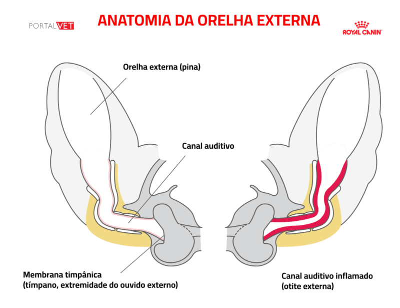 otite externa em c&atilde;es