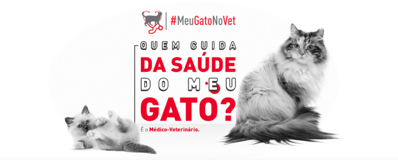 P&aacute;gina especial sobre felinos Meu Gato no VET