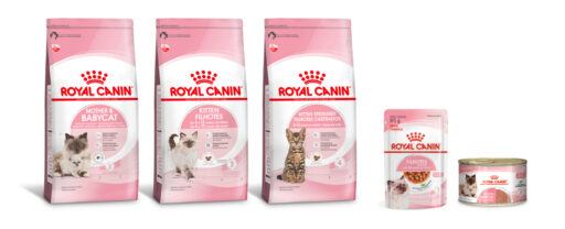 alimentos mother e filhotes de gatos