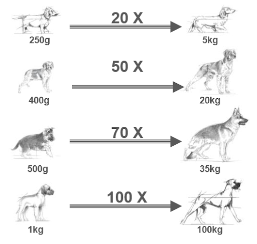 peso do c&atilde;o x porte