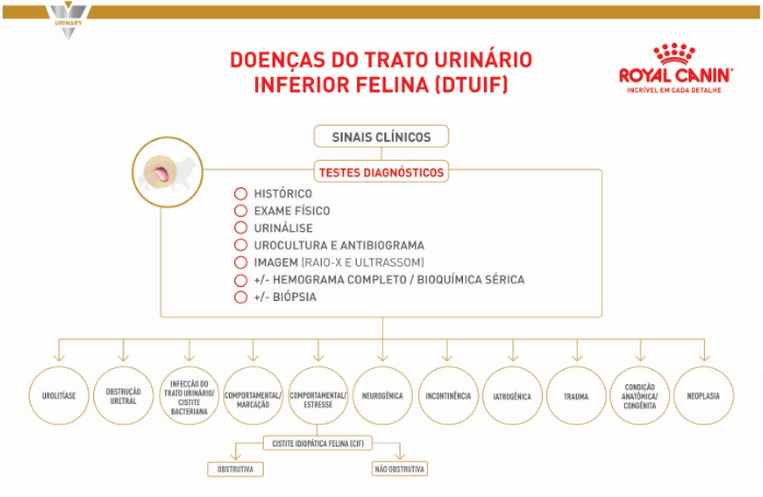 infogr&aacute;fico sobre problemas urin&aacute;rios em gatos