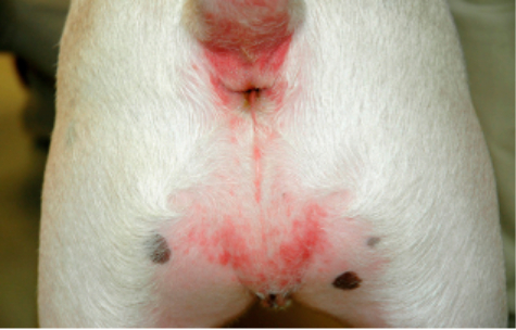 Imagem mostra um cão com sinais que sofre com prurido perianal