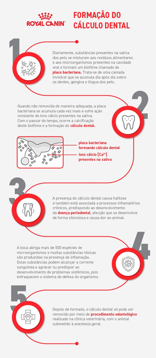 como se forma o c&aacute;lculo dental