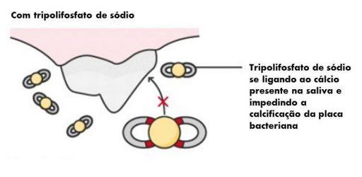Forma&ccedil;&atilde;o de c&aacute;lculo dental