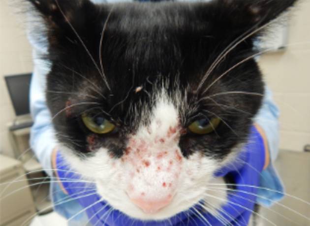 Gato com sinais de DAPE. Nesse caso, ele tem manchas avermelhadas no focinho