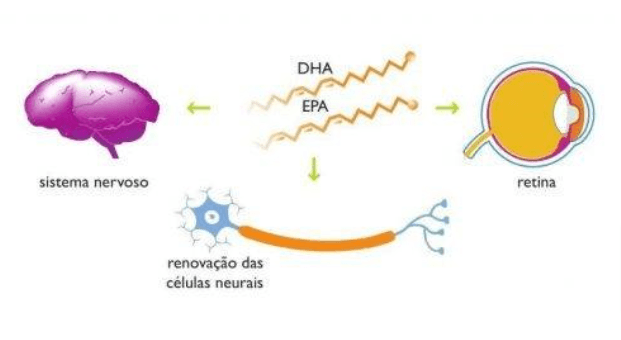 Fun&ccedil;&atilde;o cerebral e da retina