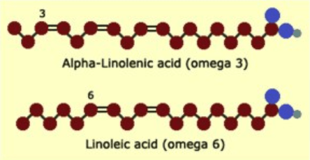 &Ocirc;mega 3