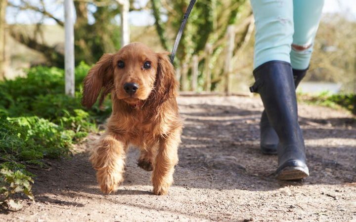 Lançamento da Royal Canin: tudo sobre o alimento Hypoallergenic Moderate Calorie Canine