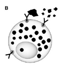 proteina hidrolisada