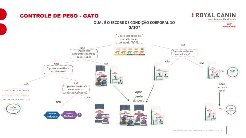 jornada do controle de peso para gatos