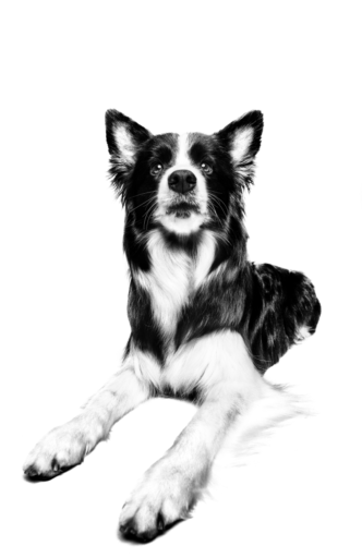 cão adulto da raça Border Collie
