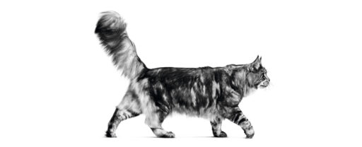 gato da raça Maine Coon