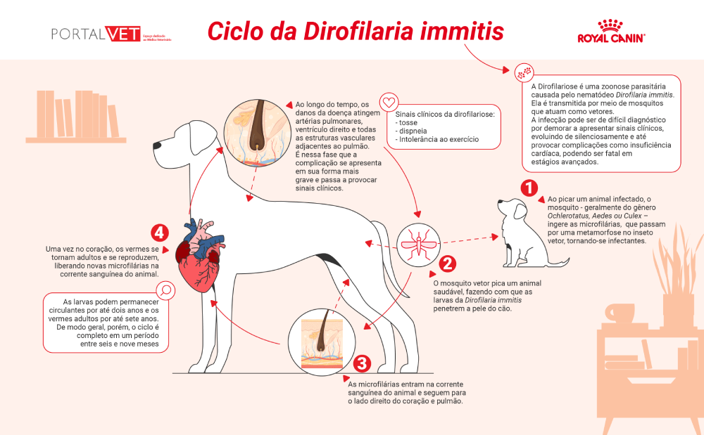 Ciclo da dirofilariose
