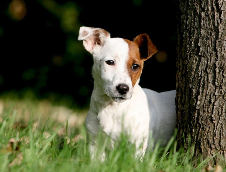 Doenças hepáticas em cães: como a nutrição pode ajudar?