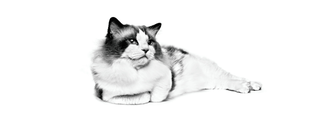 Alt image