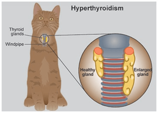 Hipertireoidismo em gatos