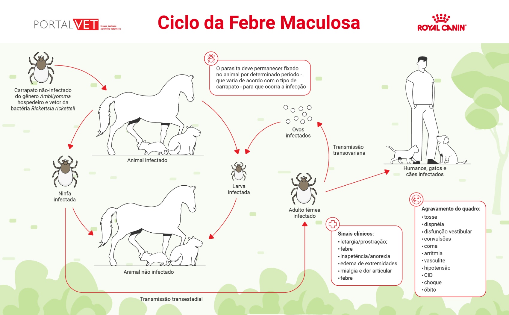 Representa&ccedil;&atilde;o gr&aacute;fica do ciclo da Febre Maculosa