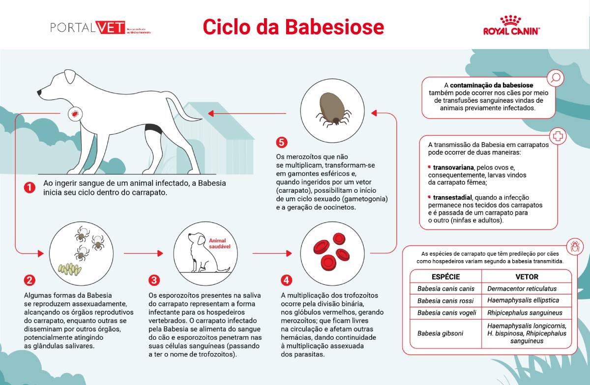 Babesiose Canina: guia prático sobre a doença!
