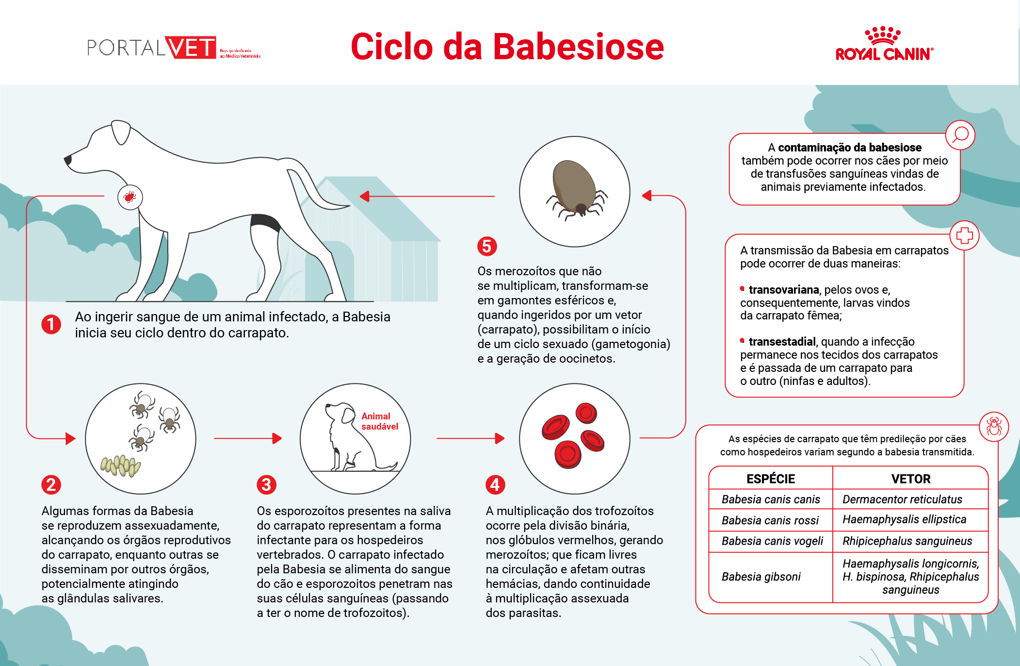 Imagem ilustrativa mostra como &eacute; o ciclo da babesiose, uma hemoparasitose