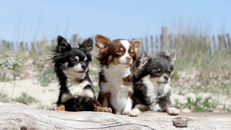Chihuahua de pelo longo