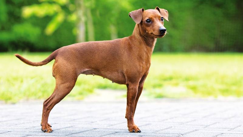 Pinscher