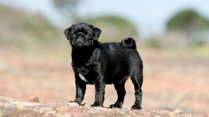 Pug