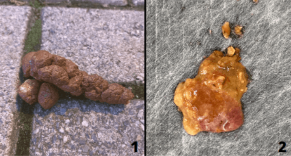 Objeto de an&aacute;lise do exame coproparasitol&oacute;gico.