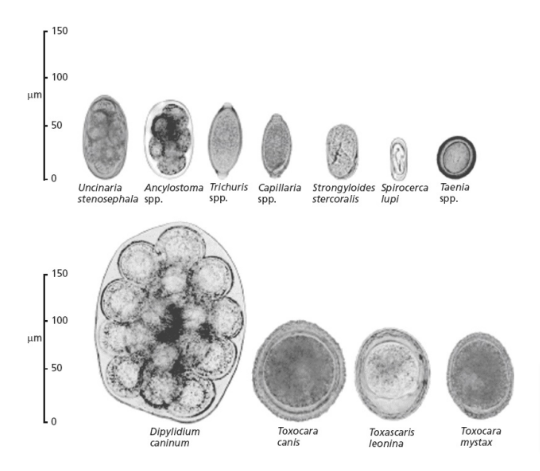 Exemplos de ovos de parasitas encontrados no exame coproparasitol&oacute;gico. 