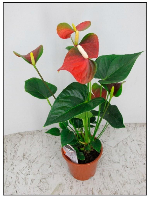 Ant&uacute;rio cont&eacute;m critais de oxalato de c&aacute;lcio e &eacute; uma planta t&oacute;xica para gatos e c&atilde;es