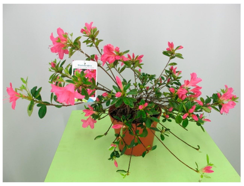Azaleia considerada uma planta t&oacute;xica para gatos e c&atilde;es