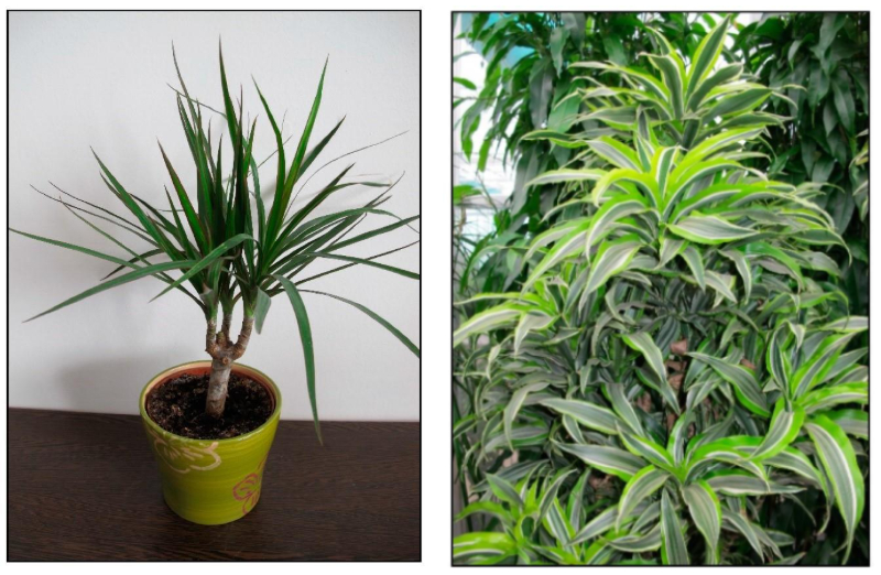 Tipos de Dracena, mais uma planta t&oacute;xica para gatos e c&atilde;es