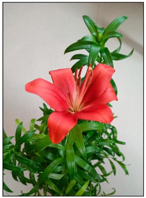 L&iacute;rio &eacute; uma planta t&oacute;xica para gatos e c&atilde;es
