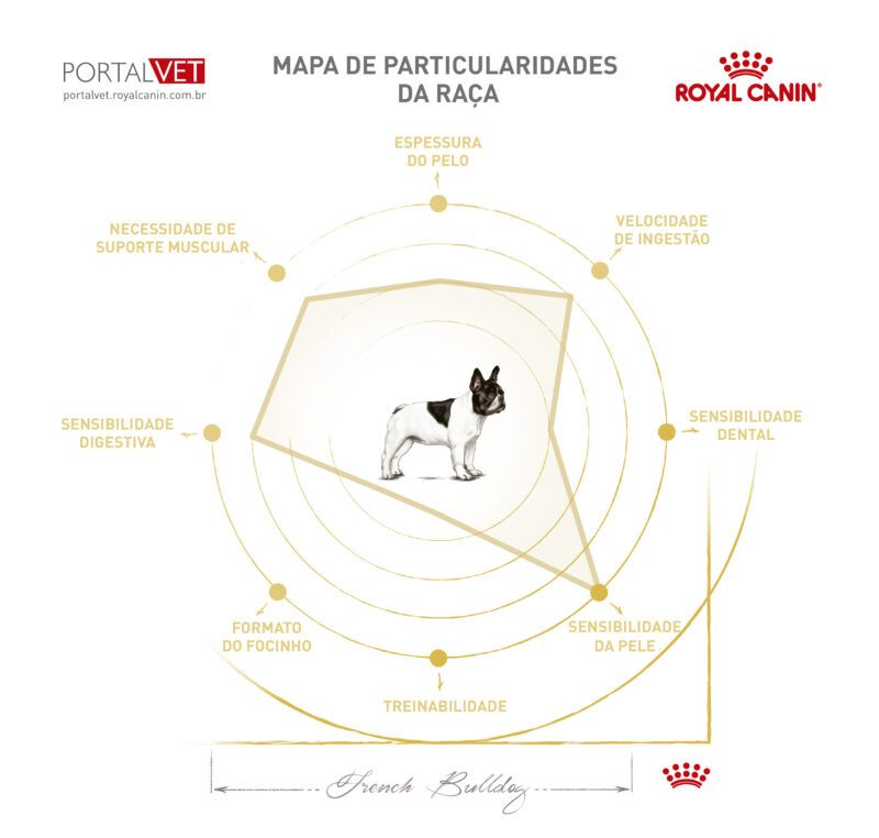 Infogr&aacute;fico com as caracter&iacute;sticas de c&atilde;o da ra&ccedil;a Bulldog Franc&ecirc;s