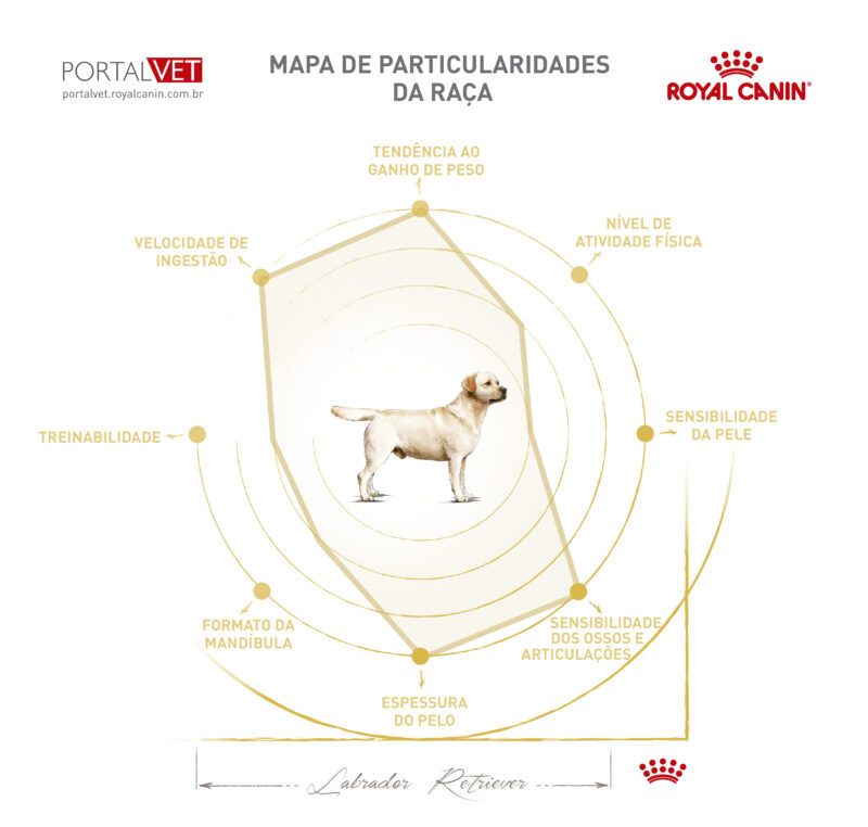 Infogr&aacute;fico com as caracter&iacute;sticas de c&atilde;o da ra&ccedil;a Labrador