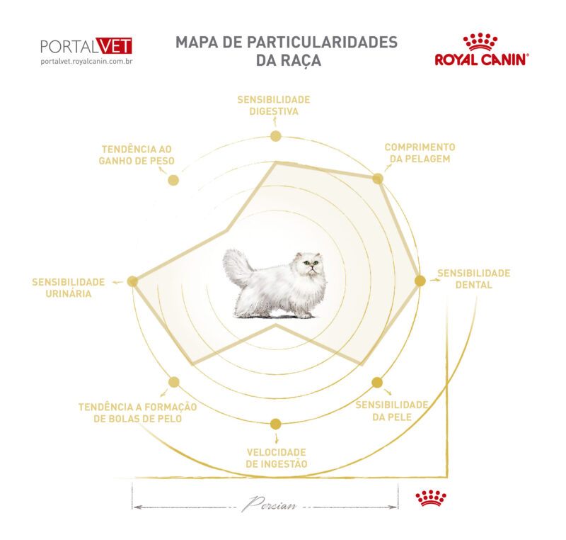 Infogr&aacute;fico com as caracter&iacute;sticas de gato da ra&ccedil;a Persa